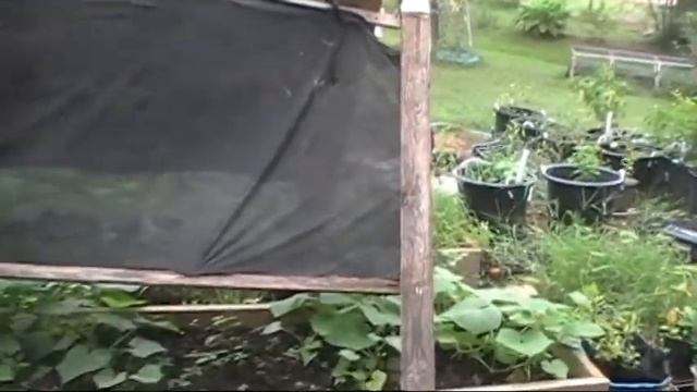 Trying to grow Cucumbers in The Hot Summer Sun! смотреть онлайн