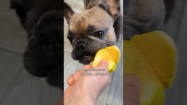 Сколько денег в месяц мы тратим на французского бульдога #тратынасобаку #расходынасобаку #бульдог смотреть онлайн