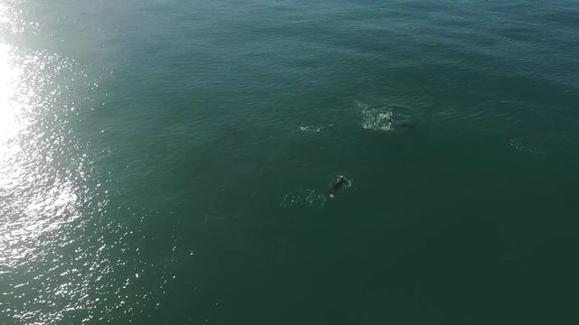 Surfing with Dolphins - January 24, 2017 смотреть онлайн