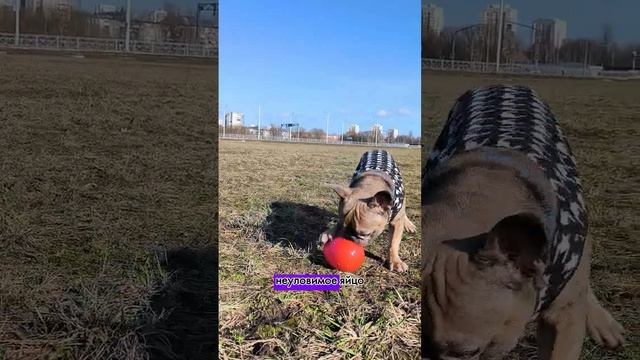 5 фактов о французском бульдоге #французскийбульдог #бульдог #бульдоги смотреть онлайн