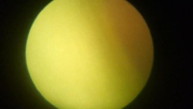 Grass under the microscope [30x 60x 1100x] смотреть онлайн