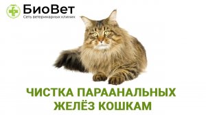 Чистка параанальных желез кошке
