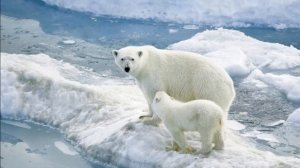 Заплутали Мишки, заплутали