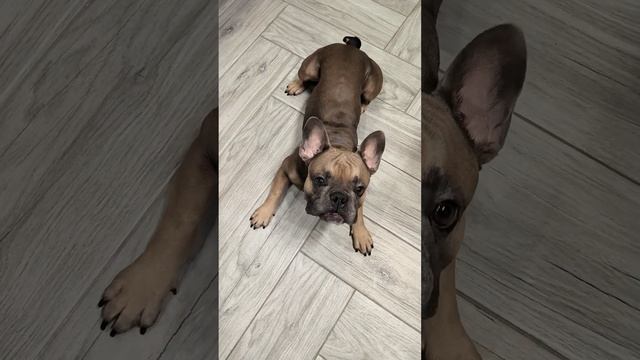 Французский бульдог готов на всё за кусочек мяса #французскийбульдог #умнаясобака #бульдог смотреть онлайн