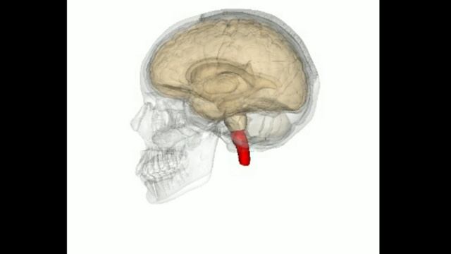 LEARNING ABOUT THE NERVOUS SYSTEM PT-1 смотреть онлайн