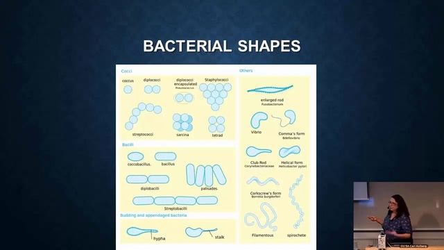 The problem of Antibiotic Resistance смотреть онлайн