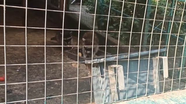 енот rutube смотреть онлайн