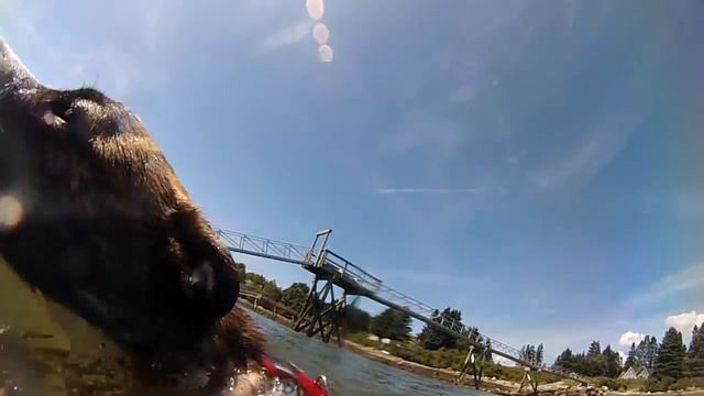 Norman's Most Excellent First Swimming Adventure смотреть онлайн