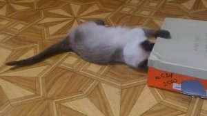Лучшая и простая игрушка для кошки своими руками !