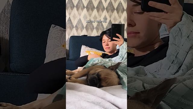 Как их можно не любить. Самые светлые создания на земле #французскийбульдог #бульдог смотреть онлайн