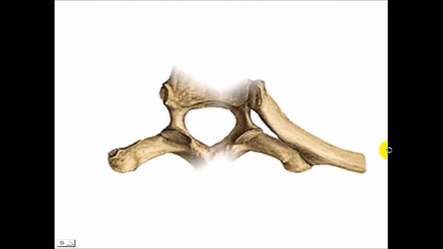 Vertebras Cervicales смотреть онлайн