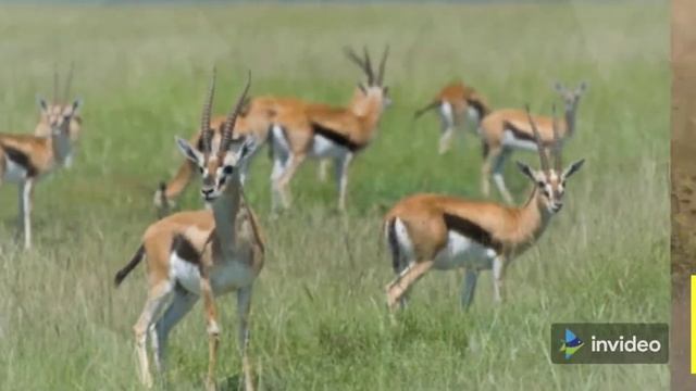 Fastest Land Animal On Earth. cheetah, pronghorn, Springbok, American Quarter Horse смотреть онлайн