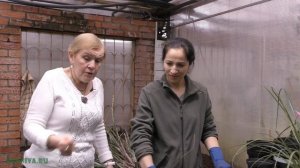 Бромелия - деление и посадка.