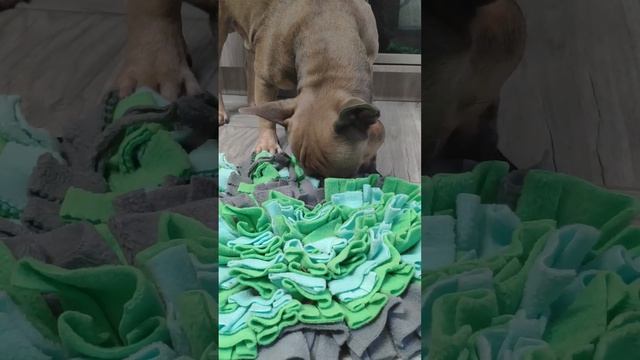 Бульдог ищет вкусняшки. Нюхательный коврик #какзанятьсобаку #игрушкидлясобак #французскийбульдог смотреть онлайн