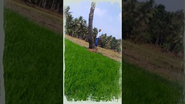 Sankranti Dhamal With Koonaseema last year 2021..... 😊 so am missing lot of this year..... 😞 смотреть онлайн