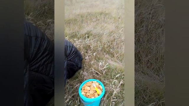 Поздний сбор опят ,15.10.23 г. смотреть онлайн