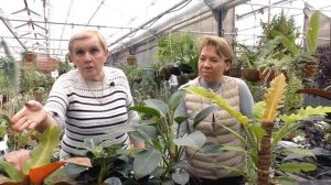 Кустовые филодендроны.