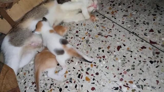 bio baby der kando karkhana ..😀😂ata ki korlo. 😀😂 смотреть онлайн