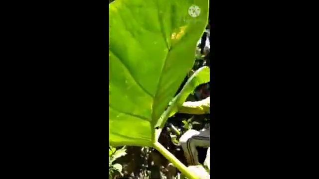 Malupitang SUNDAY TRAIL (uphill to downhill) Rain or Shine🗾🛵 смотреть онлайн