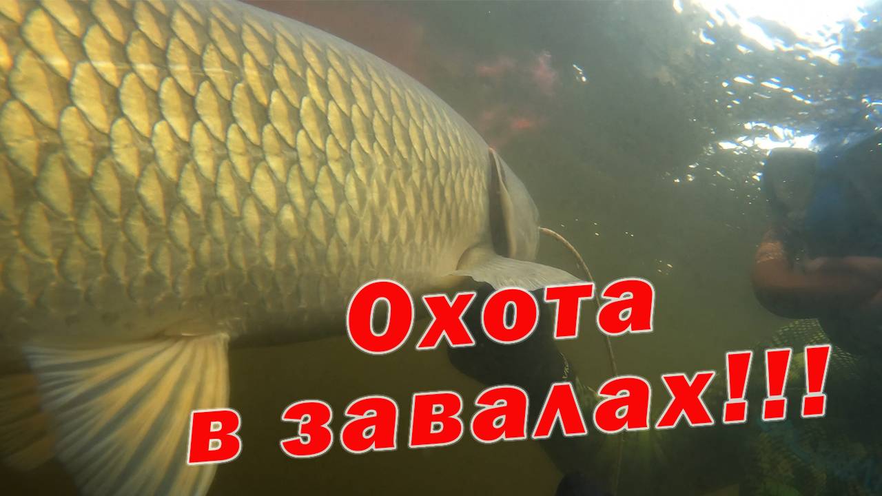 ПОДВОДНАЯ ОХОТА В ДУБОВЫХ ЗАВАЛАХ!!! ТЕСТ КАРБОНОВЫХ ЛАСТ И СУМКИ ОТ DELFIN!!! смотреть онлайн