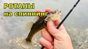 Осенний ротан на спиннинг
