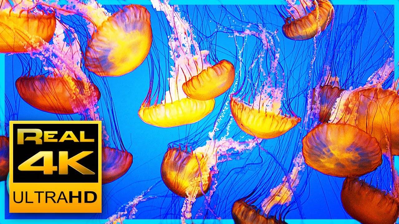 The world's most relaxing jellyfish aquarium screensaver! 4K UHD смотреть онлайн