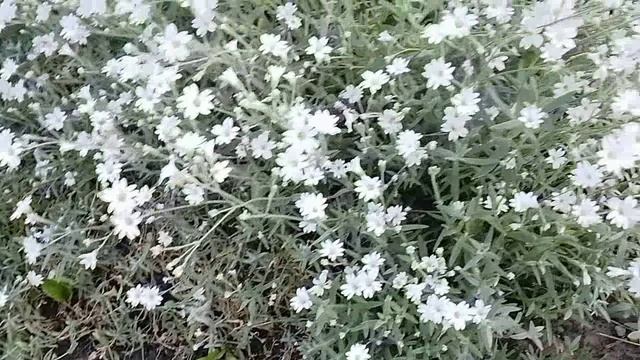 Отзыв о ясколке войлочной многолетней смотреть онлайн