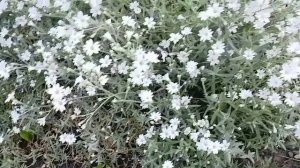 Отзыв о ясколке войлочной многолетней