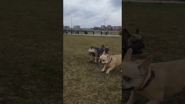 Двое из ларца #французскийбульдог #смешныесобаки смотреть онлайн