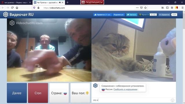 Смешные кошки / Cat / Кошка / Приколы с котами