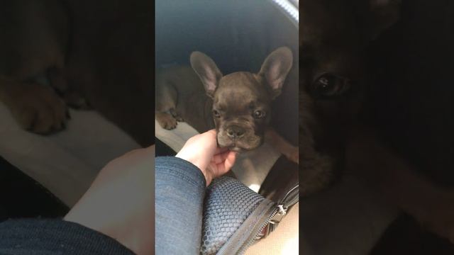 Первая встреча с щенком. Таким был маленький Чопа #французскийбульдог #щенокфранцуз #бульдог смотреть онлайн