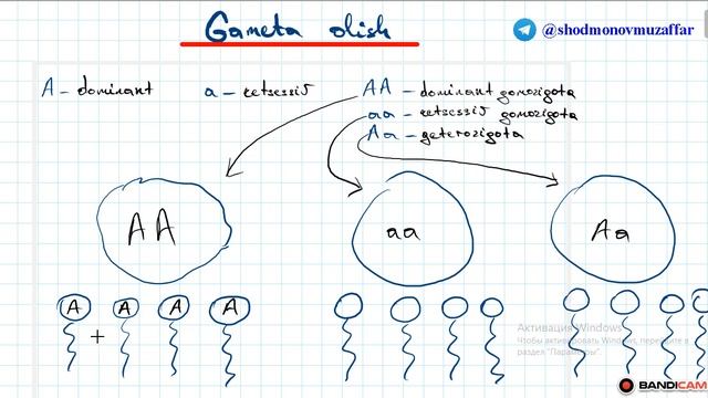 5 - dars | Gameta olish 1-qism | Genetika смотреть онлайн