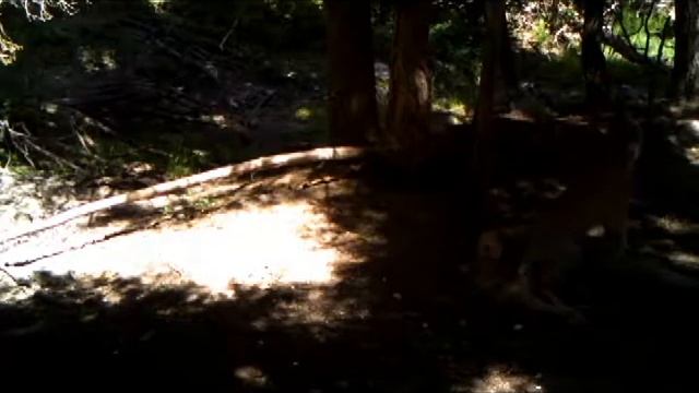 Videos of cougars over the last few years. смотреть онлайн