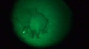 Кабаны через НПЗ ПН2М 20151216 00025