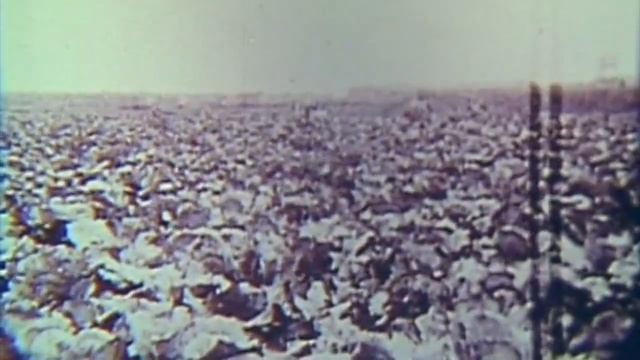The Holocaust - Extermination Camp Film Footage смотреть онлайн