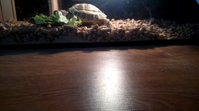 За тридцать минут моя черипаха(чери)стела пол тарелки травы (а я и не знала) смотреть онлайн