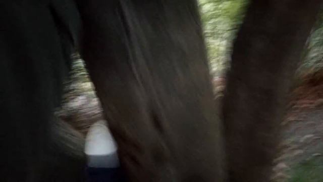 Как залезть на дерево / How To Climb A Tree смотреть онлайн