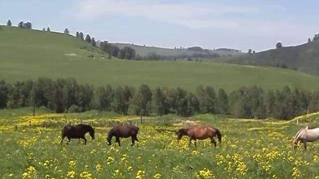 Сеновал с силосной ямой смотреть онлайн