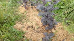 Копаю клоновые подвои для яблони