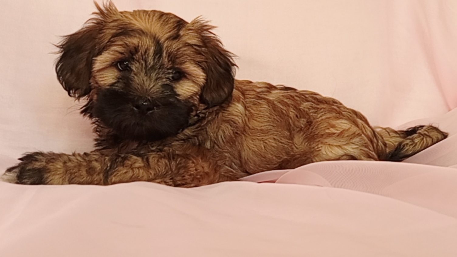 Щенки Тибетского терьера смотреть онлайн