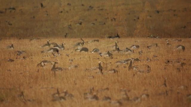 Pekka Rautavaara - Puhu hiljaa rakkaudesta смотреть онлайн