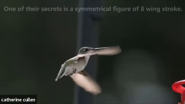 Emerson and the Magic of Hummingbirds смотреть онлайн