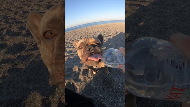 Французский бульдог жадно пьет воду из бутылки. Готов всю бутылку проглотить #забавныеживотные #dog смотреть онлайн