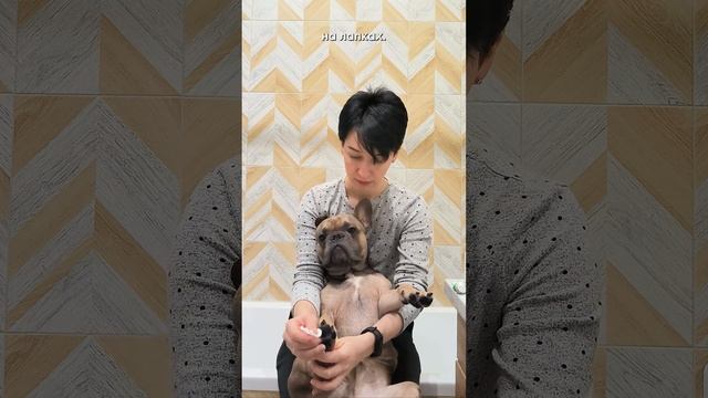 Как я ухаживаю за французским бульдогом #бульдог #уходзасобакой #забавныеживотные смотреть онлайн