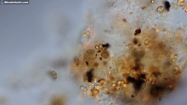 Water microscopy: microbes you can find (maybe the longest water microscopy video on YouTube) 🔬 18 смотреть онлайн