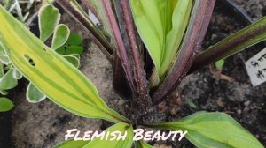 Новый сорт хосты в моём саду Flemish Beauty #hosta#FlemishBeauty#хоста#сорт