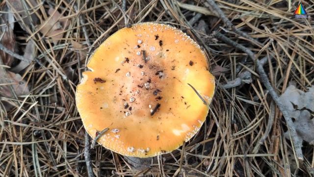 Поездка за город (Trip out of town) Ultra HD 4K смотреть онлайн