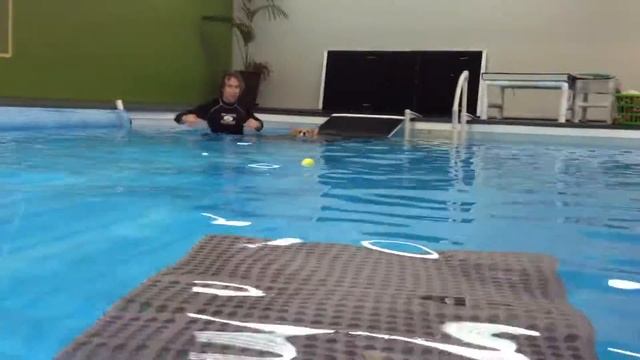 McGruff's First Swim 5/5 Swims Across Pool to Us! смотреть онлайн