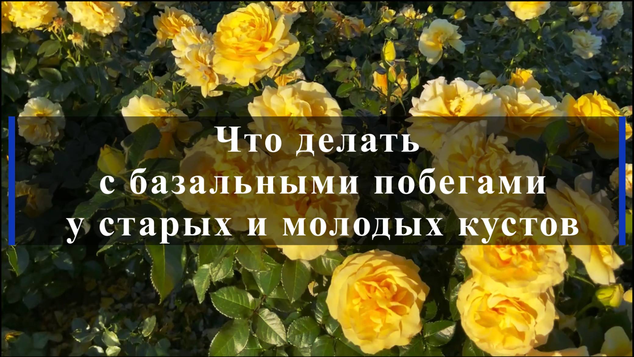 Что делать с базальными побегами у старых и молодых кустов смотреть онлайн