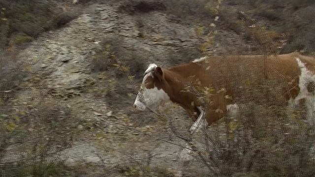 Нашествие коров на Ононе смотреть онлайн